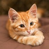 Profile Picture of Jason Duplessis (@jasonduplessis) on Tiktok