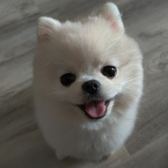 Profile Picture of Hoi Chan (@hoichan) on Poshmark