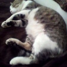 Diane Fitzpatrick - Twitter Profile Picture of Diane Fitzpatrick (@DianeFitzpatr19) on Twitter