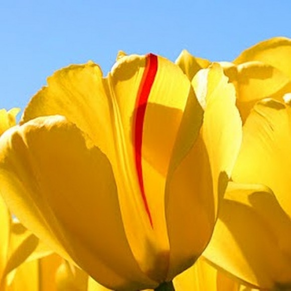 Profile Picture of Cheree Middleton (@chereemiddleton) on Poshmark