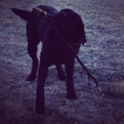 Profile Picture of Dakota Wild Wings (@DakotaWings) on Twitter