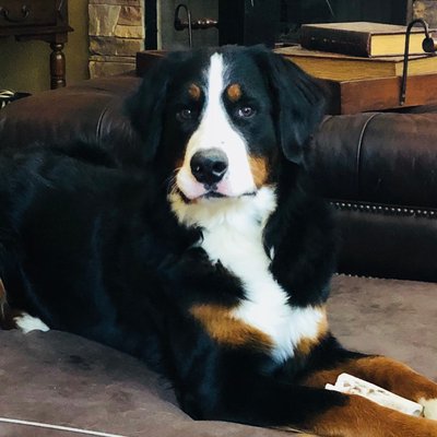 Profile Picture of Stacy Pilchard (@CalMamaBear23) on Twitter