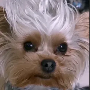Profile Picture of user4502328904331 (@artemik...memes) on Tiktok