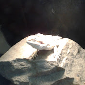 Profile Picture of Andrew Glass (@MrAndrewglass) on Youtube