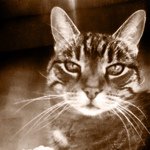 Profile Picture of Cara Watts (@carowatto) on Instagram