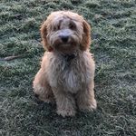 Profile Picture of Hamish Alan Stafford (@cockapoo_hamish_alan) on Instagram