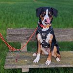Profile Picture of Mila Appenzeller Sennenhund (@mila_und_meer) on Instagram