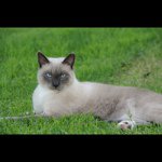 Profile Picture of Susan Starling (@45steg24) on Instagram