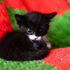 Profile Picture of Andy Schneider (@tasso600) on Twitter