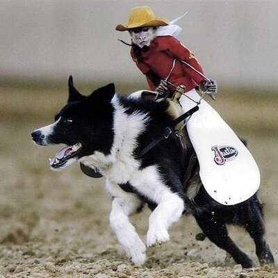 Profile Picture of Tyler Crittenden (@TylerCanTweet) on Twitter