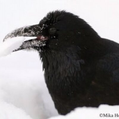 Profile Picture of Heather Hintze (@@Hah413) on Twitter