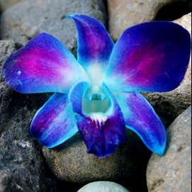 Profile Picture of Carmen Garcia (@orquidea114) on Twitter