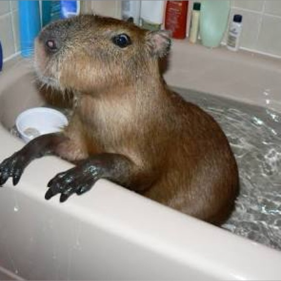 Profile Picture of Olivia Mcgrath (@opm14) on Poshmark