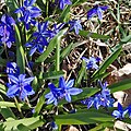 Profile Picture of Scilla sibericaon Wikipedia