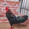 Profile Picture of Gà Vĩnh Long (@gavinhlong0101) on Tiktok