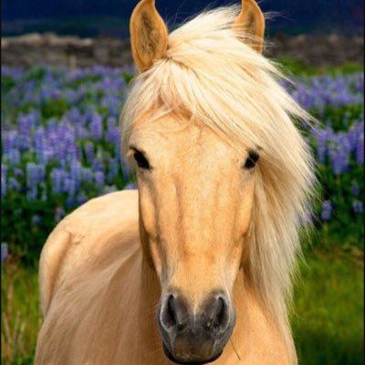 Profile Picture of Anna Pappanastos (@Horses4life56) on Twitter