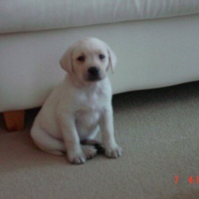 Profile Picture of Jim Hoang (@JimHoang1) on Twitter