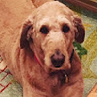 Patrick Rohan - Quora Profile Picture of Patrick Rohan (@patrick-rohan-11) on Quora