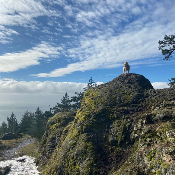 Profile Picture of Anika Ewashko (@anikaewashko) on Poshmark