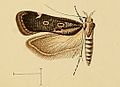 Profile Picture of Helcystogramma convolvulion Wikipedia