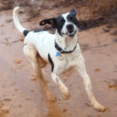 Profile Picture of Matt Robuck (@feedmydograw) on Twitter