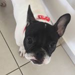 Profile Picture of Amy (@amy_princessbull) on Instagram