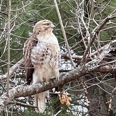 Profile Picture of Jonathan Weber (@bicwebbah) on Twitter