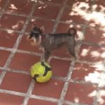 Profile Picture of Oriol Valls (@urivalls08) on Instagram