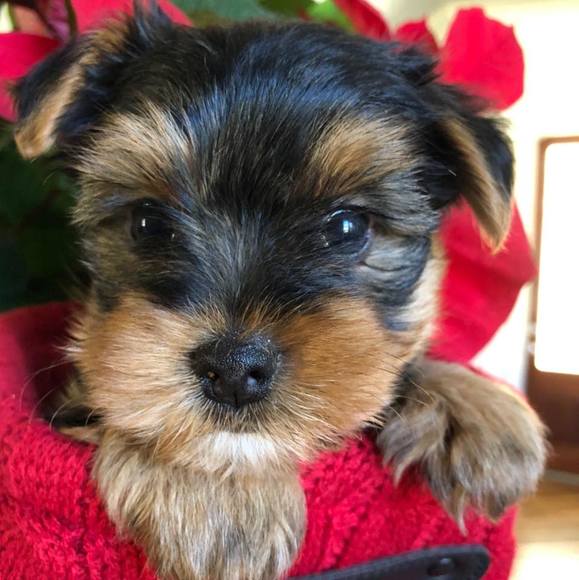 Profile Picture of Pamela Guidry (@phuidry) on Poshmark