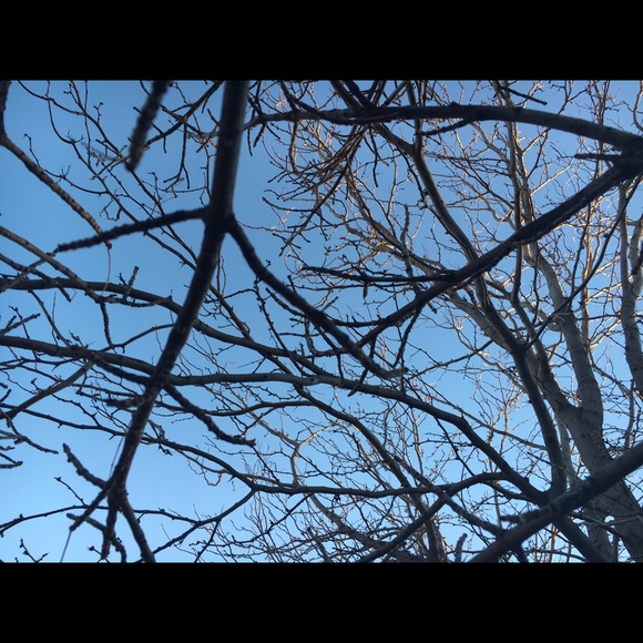 Profile Picture of Leanne Iiams (@iiamsleanne) on Poshmark