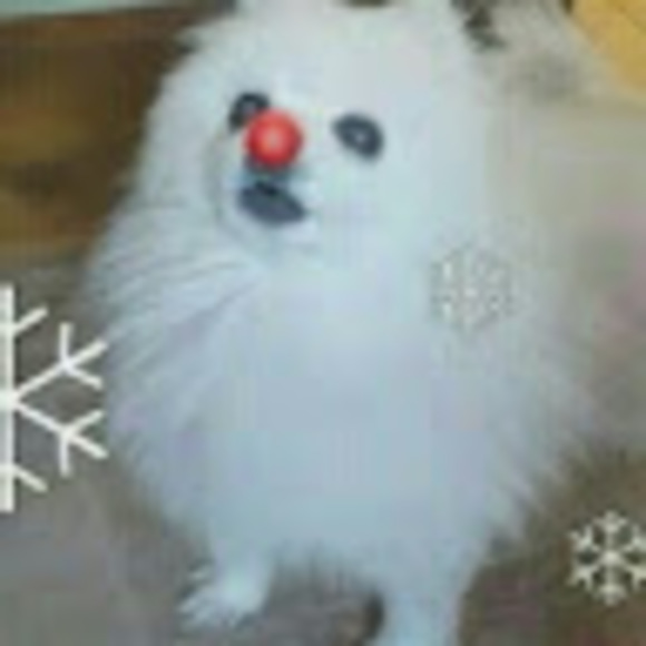 Profile Picture of Inbound Crosses (@wolfmwilson) on Poshmark
