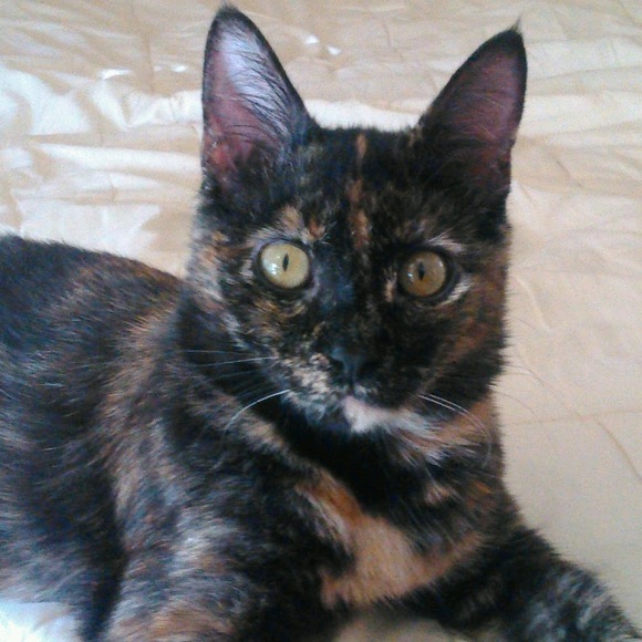 Profile Picture of Jan Sawicky (@azcrazycatlady) on Poshmark