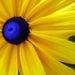 Profile Picture of Sue Mauro (@smr455) on Pinterest