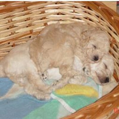 Profile Picture of Daniel Varano (@VaranoDaniel) on Twitter