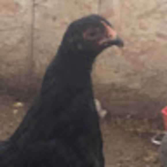 Profile Picture of Maria Derksen (@derksenmhj) on Poshmark