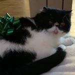 Profile Picture of Bentley Lee Frazier (@bensfans2.0) on Instagram