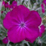 Profile Picture of Ann Zurcher (@ann456) on Instagram
