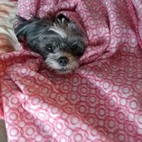 Profile Picture of Penny Heltzer (@penny-heltzer) on Quora