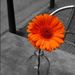 Profile Picture of Tedra Barnes (@tedrab) on Pinterest