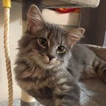 Profile Picture of Christopher Ender Catrrabba (@a_cat_called_chris) on Instagram