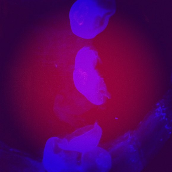 Profile Picture of Sandra Bella (@bella8586) on Poshmark