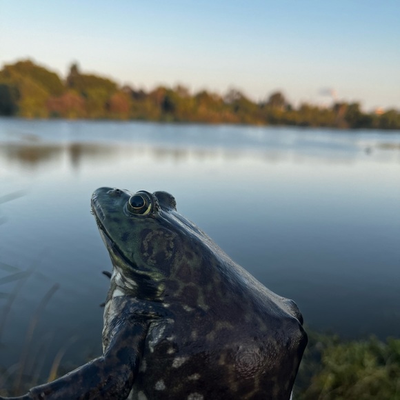 Profile Picture of Nacho Lopez (@lonewkhs) on Poshmark