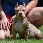 Profile Picture of Nicole Robinson (@finest_american_bullies) on Instagram