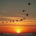Profile Picture of Peter Creech (@peter500_c) on Instagram