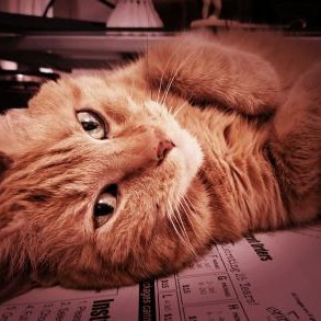 Profile Picture of Tony Schock (@schock_tony) on Twitter