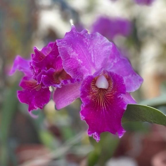 Profile Picture of Tracey Saario (@theet83) on Poshmark