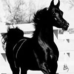 Profile Picture of Hannah Gendron (@h.loves.horses) on Instagram