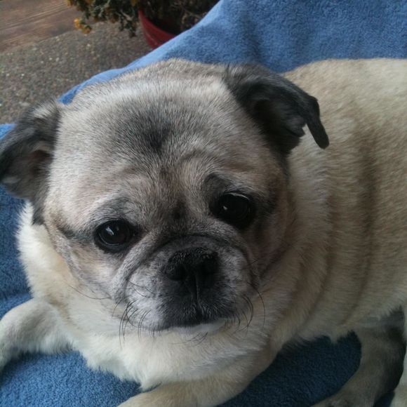 Profile Picture of Cindy Claspell-schwalm (@cinbbw4u) on Poshmark