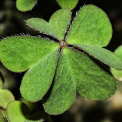 HUNG-HSIN CHEN - Youtube Profile Picture of HUNG-HSIN CHEN (@hung-hsinchen7676) on Youtube