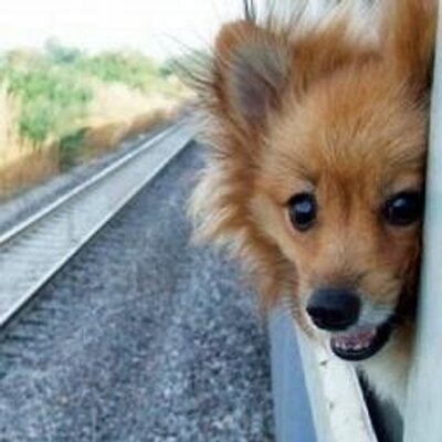 Profile Picture of Chris Riggio (@DogsRidingRail) on Twitter